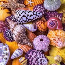 Colored Shells for Coastal Decor